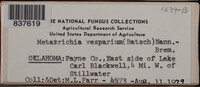 Metatrichia vesparium image